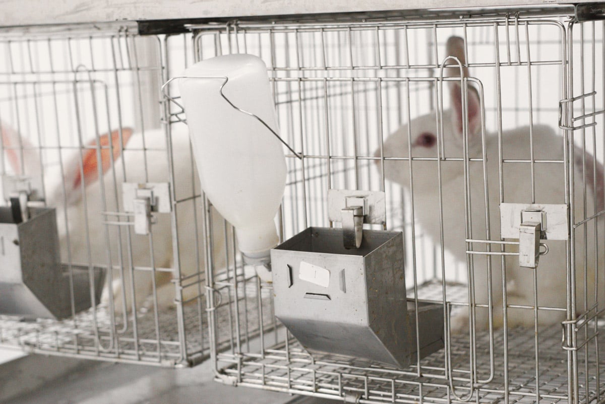 Lapins blancs enfermés dans des cages métalliques avec des récipients pour l'eau et l'alimentation, généralement utilisées dans un laboratoire ou un environnement contrôlé. 